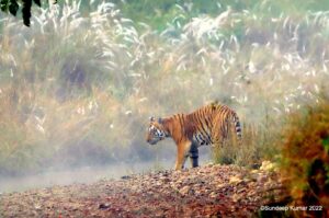 Visit to Bagh Villas: In Search of the Princeton Tiger in Kanha