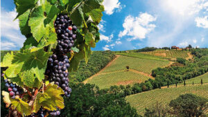 A Wine Trail Through Tuscany: Two Weeks Of Discovering The Region’s Best Reds